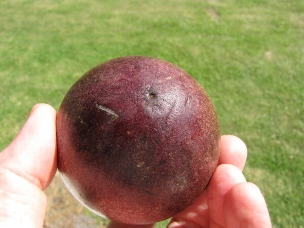 Star Apple (Chrysophyllum cainito) Fruit Tree Plant - image 4 of 4