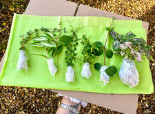 PET FRIENDLY House Plant Mystery Cutting/Plant Bundle W/ House Plant Soil