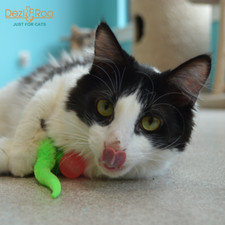 Dezi & Roo - Wiggly Ball - Glow in the Dark Cat Toy