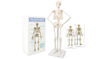 Human Body Skeleton Model Anatomy Spine Ribs High Quality Scientific Purpose Lab