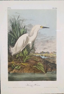John James Audubon The Birds of America - Snowy Heron