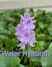 Medium/Large Water Hyacinth - Live Aquatic Freshwater - Floating Pond Plant