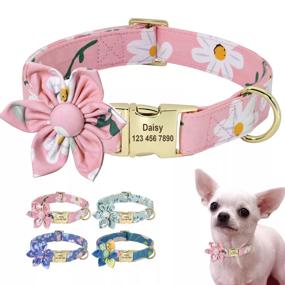 Dog collar personalized best sale buckle