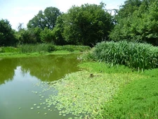 Photo A2 The fishpond on Barn Hill Kenton/TQ1788 Barn Hill is part of F c2015