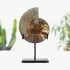 Giant Polished & Cut Madagascan Ammonite Bespoke Metal Stand Dinosaur Fossil