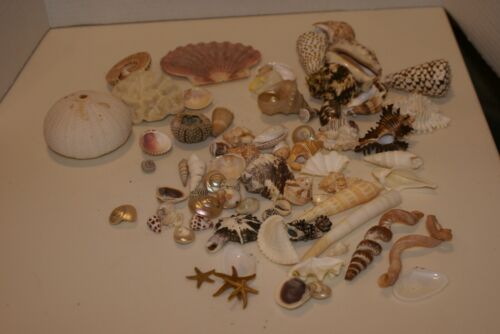 Beautiful Seashells Mixed Lot Sea Shells Crafting Decor AS SEEN IN PHOTOS - Bild 1 von 7