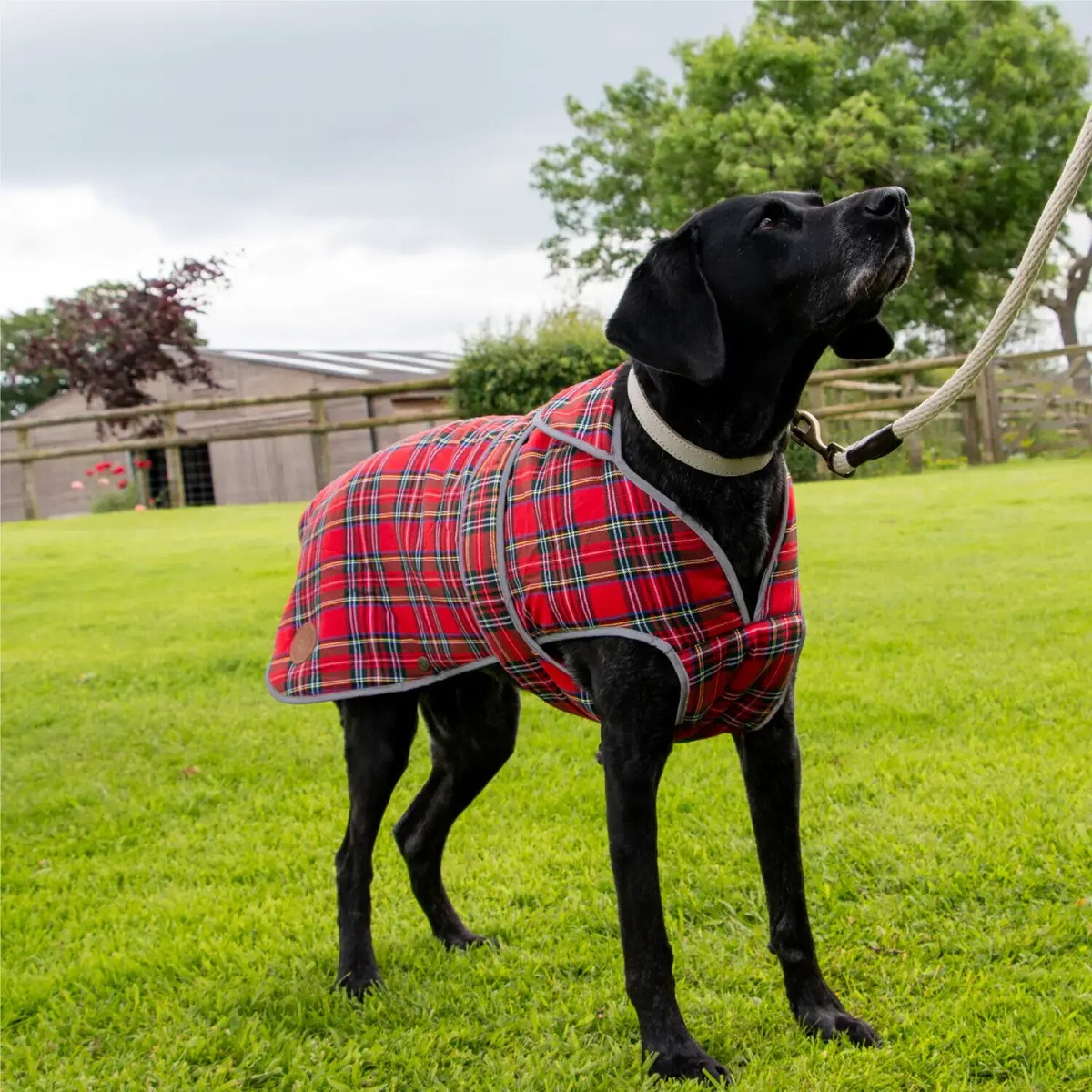Dog Fleece Coat Ancol Heritage Winter Red Tartan Dog Jacket With
