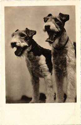 CPA AK Terriers DOGS (1387635)
