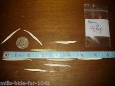 TAXIDERMY GREY FOX BACULUM/SCIENCE/NATURE/NATIVE AMERICAN ART MOUNTAIN MAN CRAFT