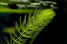 Aquarium Plant Hornwort Ceratophyllum Live Fish Pond Plant FAST GROW Tanks