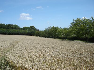 Photo 6x4 Ripe  Corn Huggate Northfield House is in the trees, the approa c2009