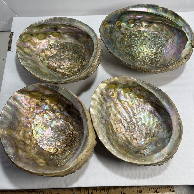 Natural Abalone Sea Shell Dish  5-6” Smudge Pot Sage Burner - Lot 4