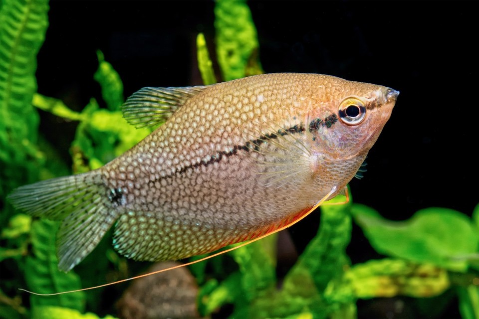 ABF ULTRA MICRO FLOATING BETTA BITS,Fish Food,Siamese fish,Gourami ...