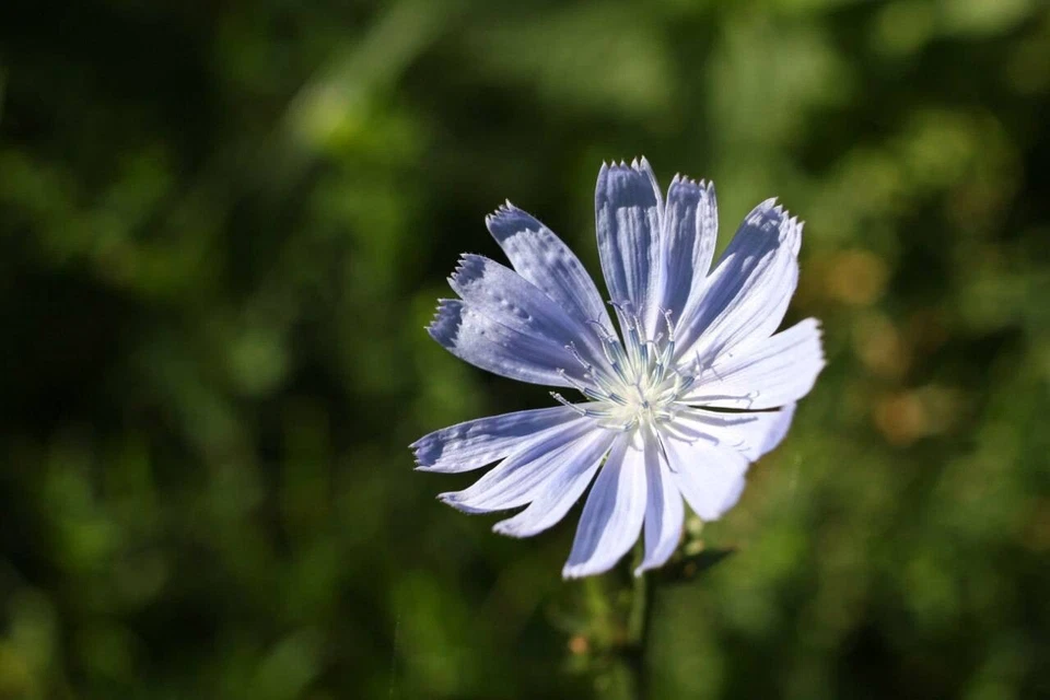 Helios 44M 58mm Mir-1B 37mm Jupiter-37A 135mm Cine mod lens Canon EF mount / Set - Image 2 of 4