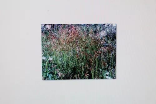 100 Samen Kleiner Sauerampfer, Rumex acetosella , # 155