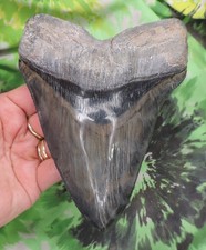 Megalodon Sharks Tooth 6.14 Inch TOP SHELF BEAUTY fossil sharks teeth tooth