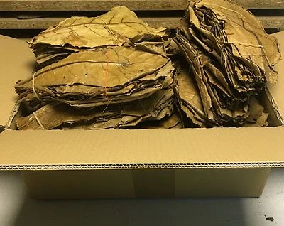 PREISHIT 500g Premium XL Seemandelbaumblätter ✈ VERSANDKOSTENFREI Catappa Leaves