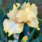 Tall Bearded Iris Rhizome "COUNTY CORK"  Schreiner  2007  AWARDS! — photo 2