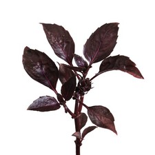 edn SmallGarden Purple Basil SeedPods - 10 Pack