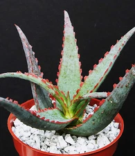 Aloe cultivar SUNSET, exotic hybrid rare blue red color succulent cacti plant 4"