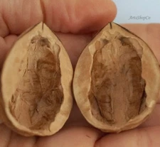 6 / 12 / 24 / 48 Walnut Shell Halves IN PAIRS Natural DIY Arts & Crafts Supply