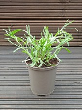 English Lavender 'Munstead' Evergreen Scented Herb Plant Garden Ready Perennial