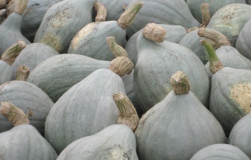 Blue Hubbard Winter Squash 10 - 400 Samen New England Erbstück RIESIG 15 - 40 Pfund! - Bild 2 von 5