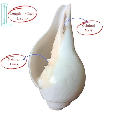 Temple Ritual Texts Loud Blowing Shankh Conch Shell for Pooja 4 Inch Hindu Ritual Temple ...