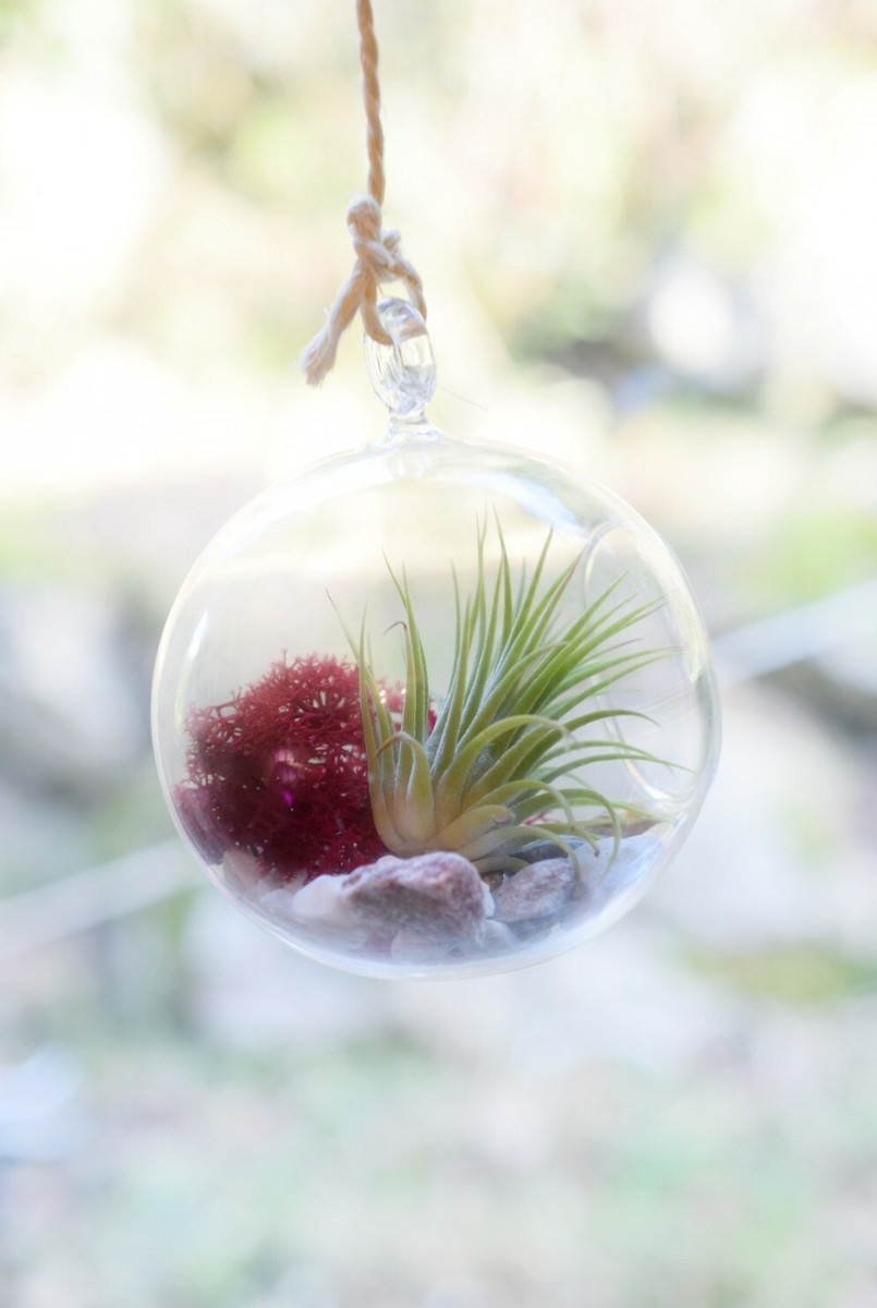 Air Plant Terrarium - Hanging Glass Bauble - Air Plant Display Air Plant  Holder | eBay
