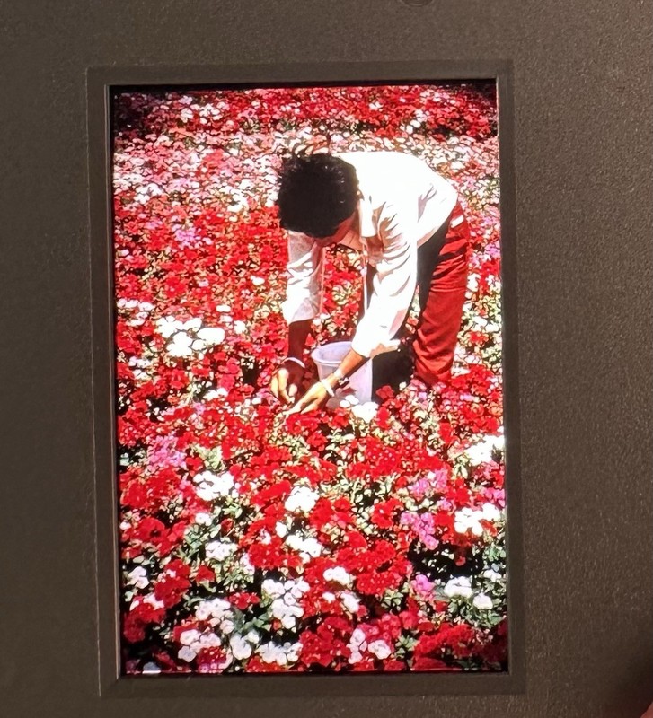 Kodak Lot of 50+ 1980's Shots Of Island Flowers And Natives 35mm Slides Africa