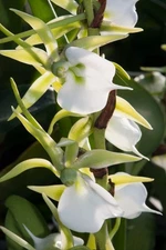 Angraecum comorense (Syn. eberneum subsp. superbum)