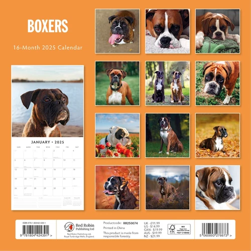 Boxers 2025 Square Wall Calendar