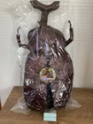 Insect Backpack 2 Beetle Bag Plush BROWN 【BIG】22cm x 55cm NEW ver. 2024