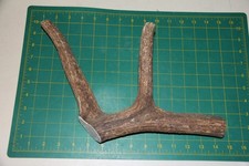 Jumbo Branched Elk Antler 6 dog chew base piece / chews deer XXL XL 222