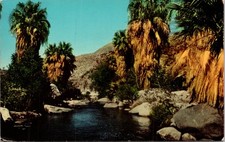 Palm Canyon Palm Springs California CA UNP Chrome Postcard Y23