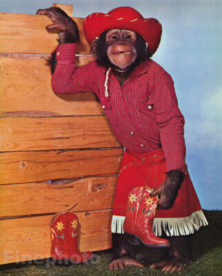 1959 MONKEY HUMOR Chimpanzee COWGIRL 