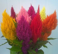 COCKSCOMB (PAMPASS PLUME)  0.5 GRAM ~  800 SEEDS