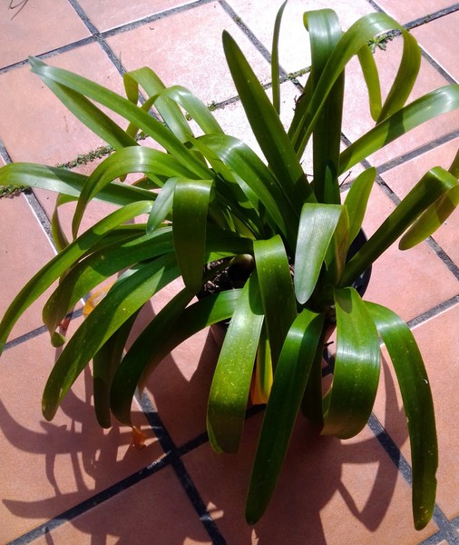 AGAPANTO - Planta de 20-40cm