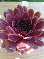 Sempervivum "Director Jacobs" - 2x Kindel unbewurzelt Hauswurz Dachwurz Steing