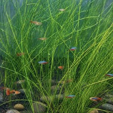One Bunch Giant Hairgrass Eleocharis Vivipara Live Aquarium BUY 2 GET 1 FREE