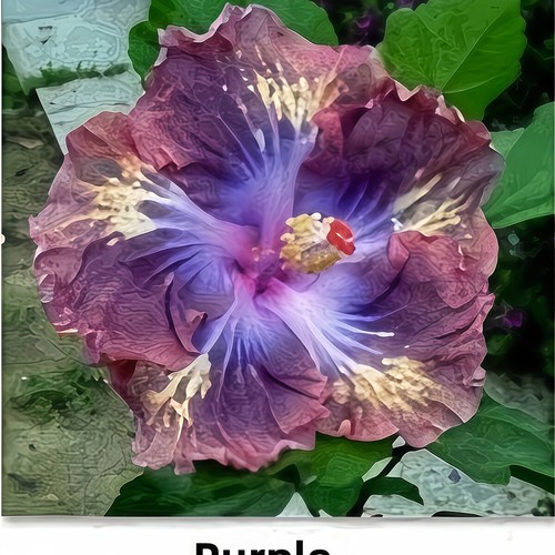 Perennials About 50pcs Seeds Hibiscus Seeds Flower Seeds For Home Garden Plant - Picture 22 of 37
