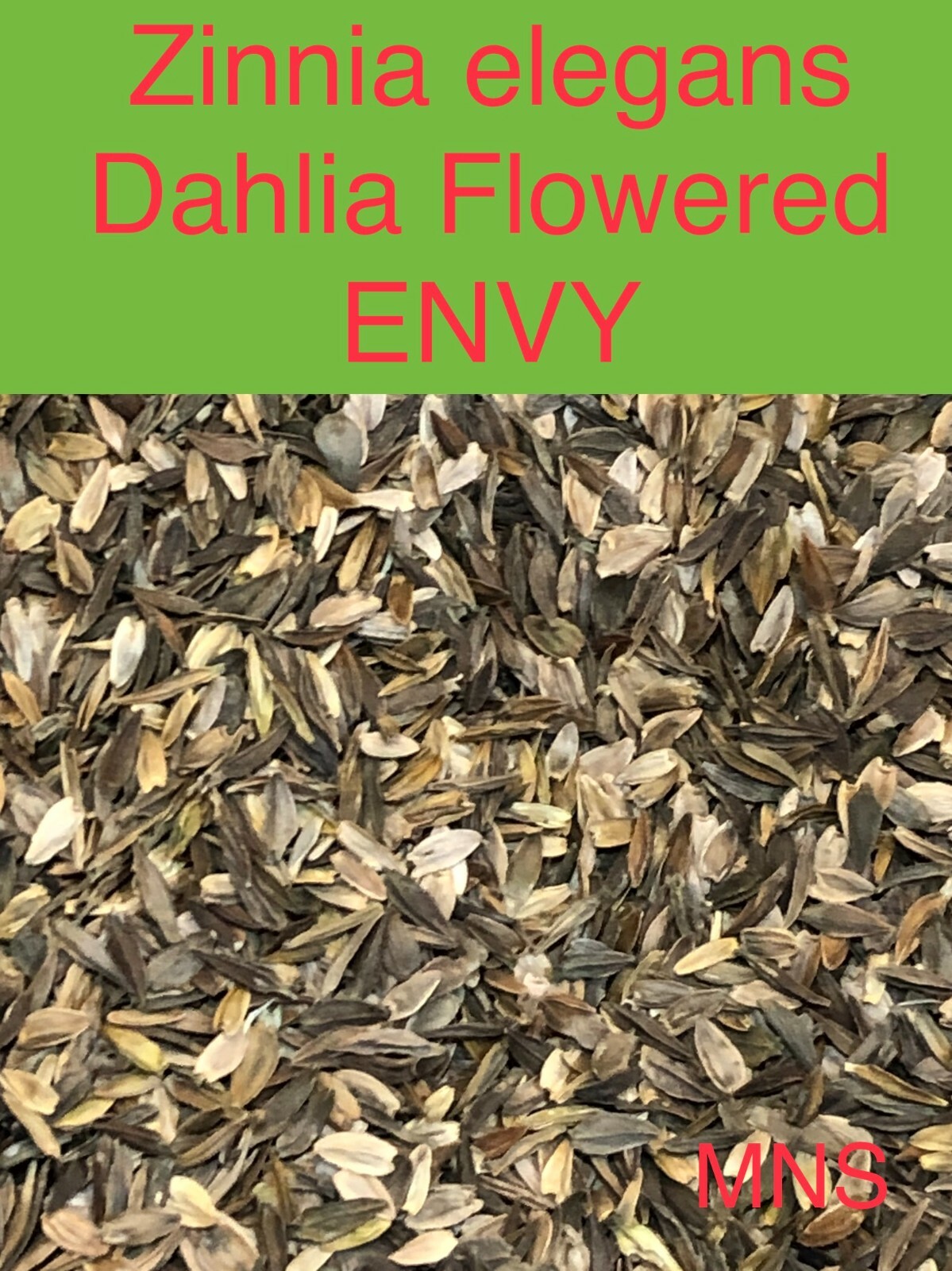 Zinnia ENVY elegans Lime Green Flowers RARE Butterflies Love! Non-GMO 100  Seeds – Cardiology Healthcare of South Florida, image size:1199x1600