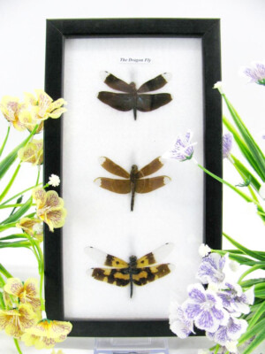 3 Real Beautiful Exotic Taxidermic Dragonflies in a Display Case - Mural 17