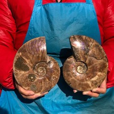 770g+1100g  Natural black Ammonite Fossil Conch Crystal Specimen Healing