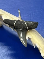 SHARK TOOTH PENDANT Fossilized 1 Inch Upper LEMON Shark Tooth 