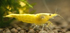 20 2 Neon Yellow Shrimp - Yellow Golden Back - Neocaridina Live Shrimp