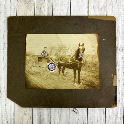 Antique Horse Wagon Photograph Photo Beautiful Horse LOOKING at the Camera Man!