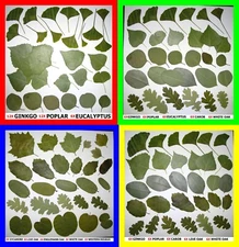 Pressed Dried Leafs Leaves Art Craft Supply Ginkgo Oak Rose Bougainvillea Trees