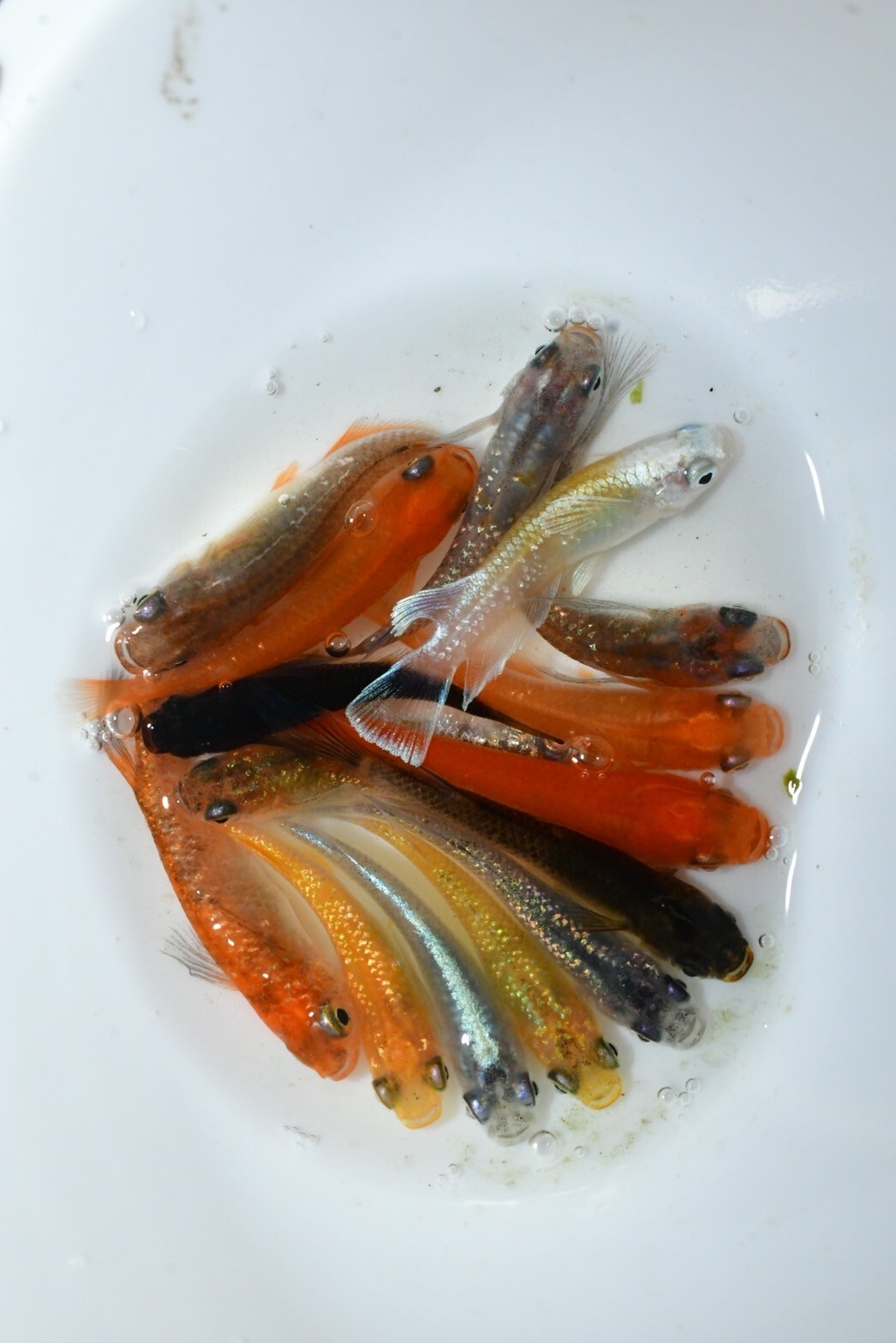 reiwakuroramesafaia medaka rice fish eggs 20+α MIX+20 with bonus