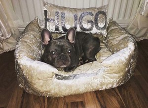 crushed velvet dog cushion
